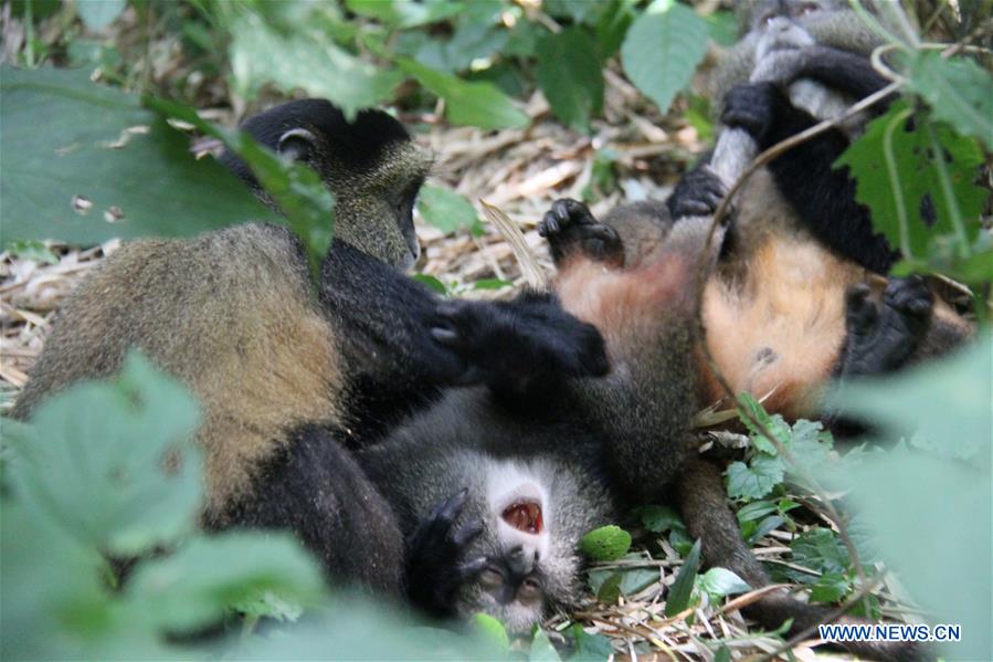 RWANDA-VOLCANOES NATIONAL PARK-GOLDEN MONKEY