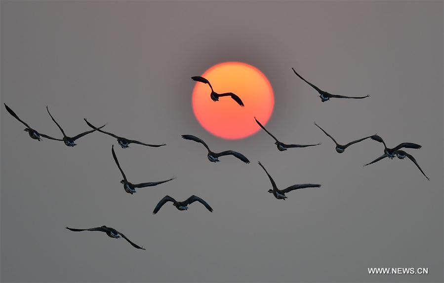 CHINA-JIANGXI-POYANG LAKE-BIRDS (CN)