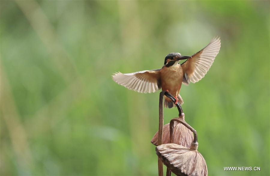 #CHINA-BEIJING-BIRD(CN)