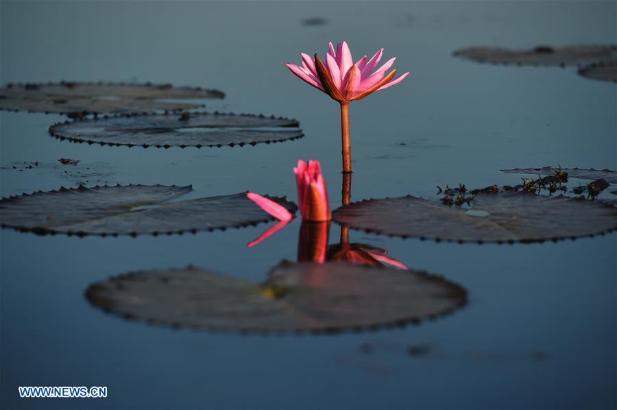 THAILAND-UDON THANI-WATER LILIES-BLOSSOM