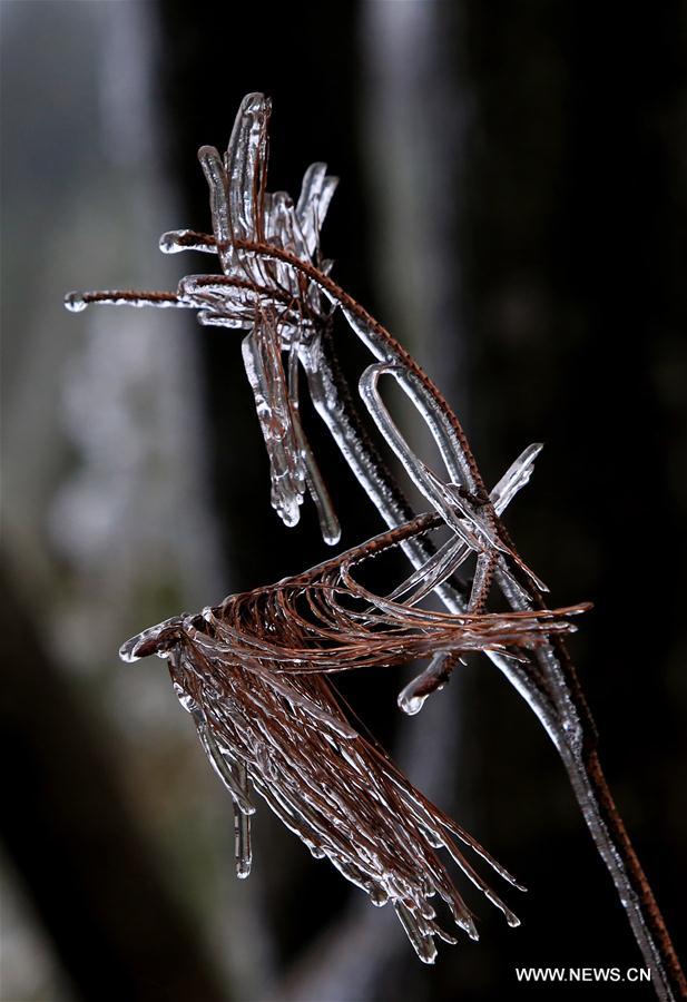 #CHINA-GUANGXI-ICICLE(CN)