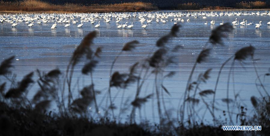 CHINA-HENAN-SANMENXIA-SWANS (CN)