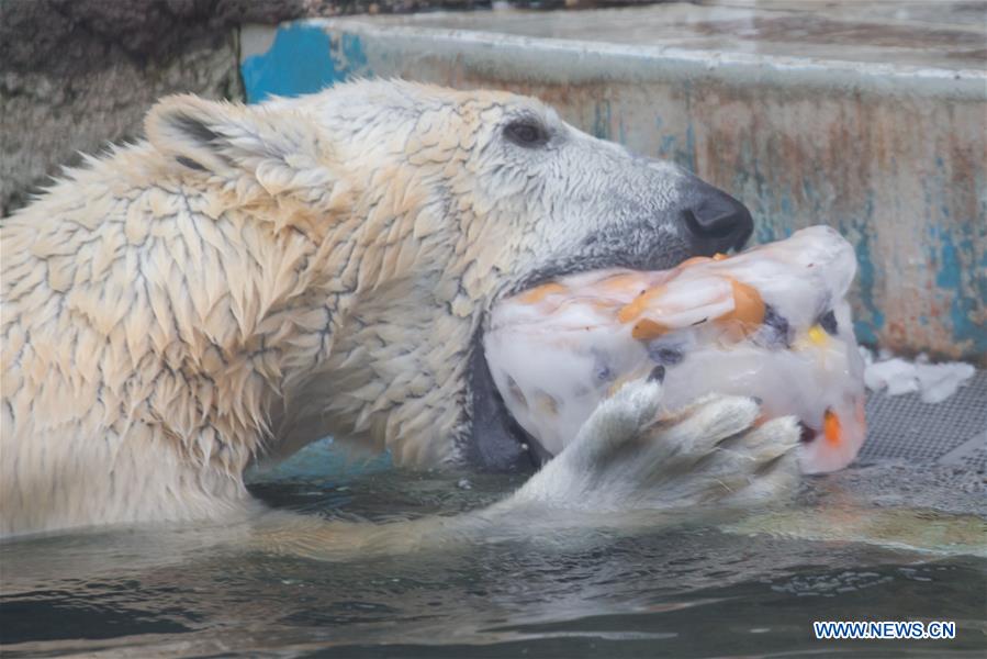 HUNGARY-BUDAPEST-ZOO-POLAR BEAR