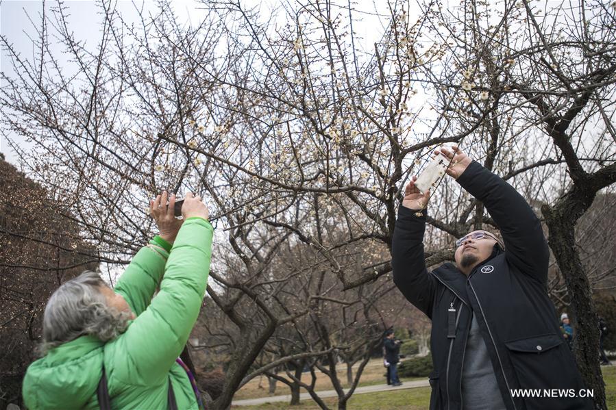 CHINA-HUBEI-WUHAN-PLUM BLOSSOM (CN)