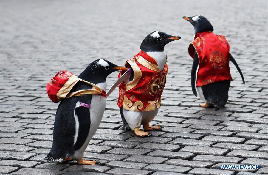 CHINA-HARBIN-PENGUIN-STREET(CN)