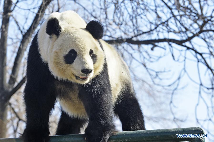 #CHINA-TIANJIN-GIANT PANDA(CN)