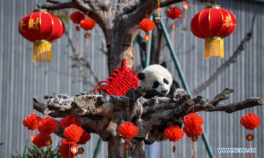 CHINA-SICHUAN-GIANT PANDA-SPRING FESTIVAL (CN)