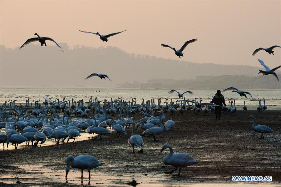 CHINA-SHANDONG-SWAN-PROTECTION (CN)