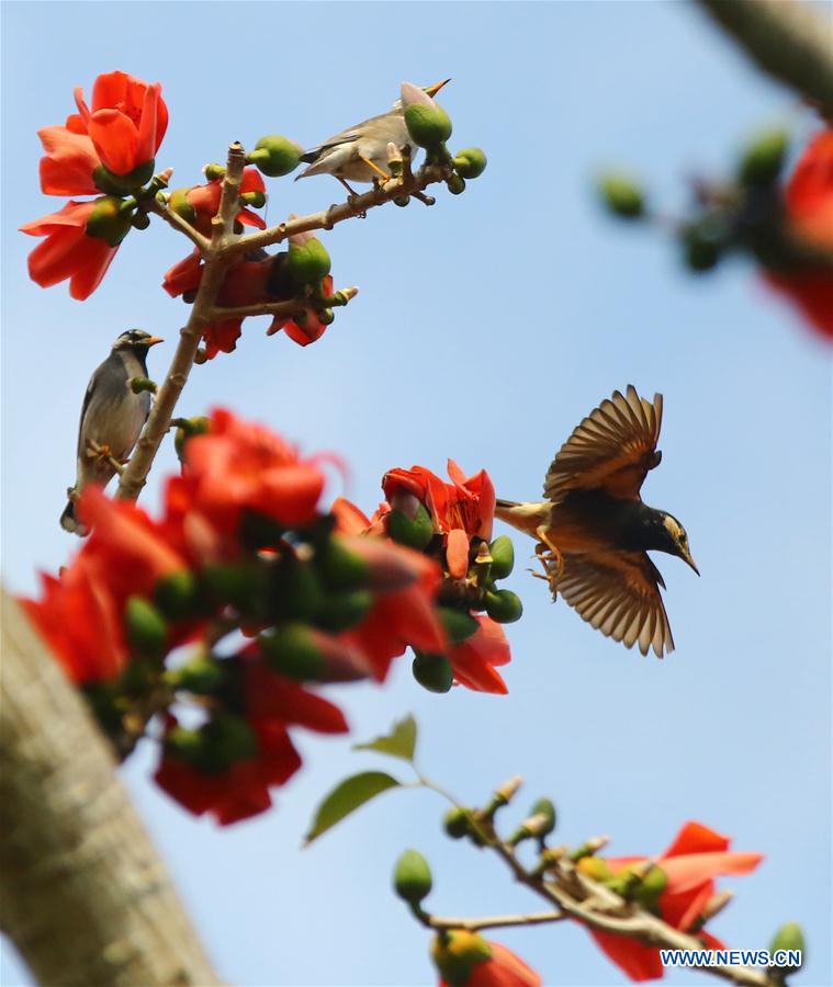 #CHINA-SCENERY-SPRING (CN)