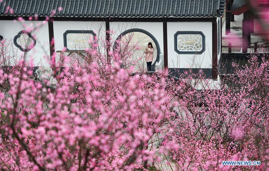 CHINA-JIANGXI-RED PLUM-BLOSSOM (CN)