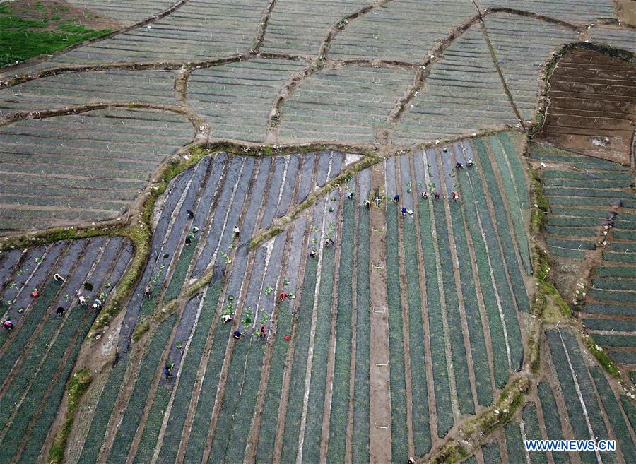 CHINA-JINGZHE-FARM WORK (CN) 