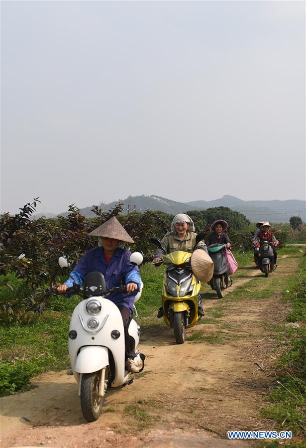 CHINA-GUANGXI-AGRICULTURE-PASSION FRUIT-HARVEST (CN)