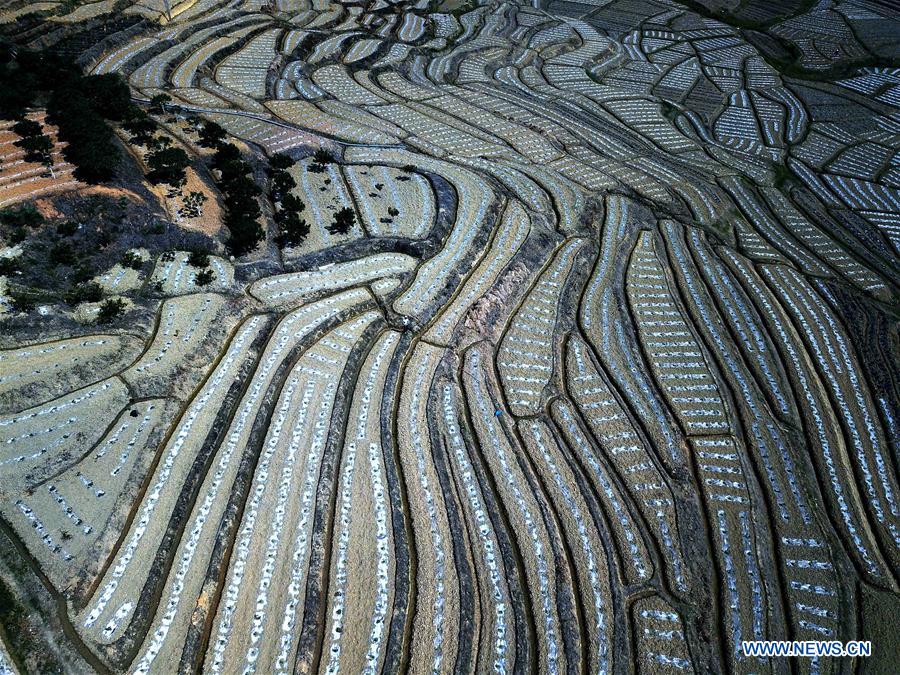 CHINA-GUANGXI-AGRICULTURE-WATERMELON-FIELD-LANDSCAPE (CN)