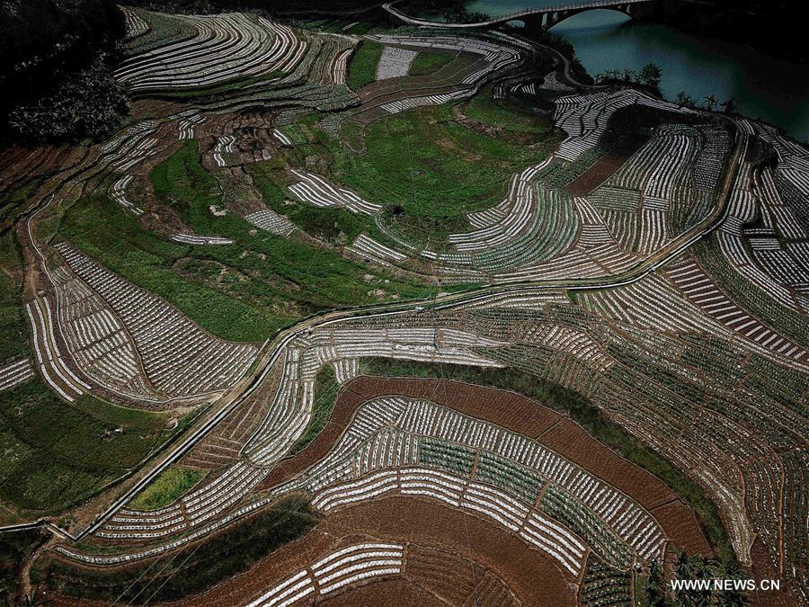 CHINA-GUANGXI-FIELDS-SPRING VIEW(CN)