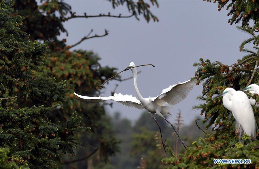 CHINA-JIANGXI-EGRETS (CN)