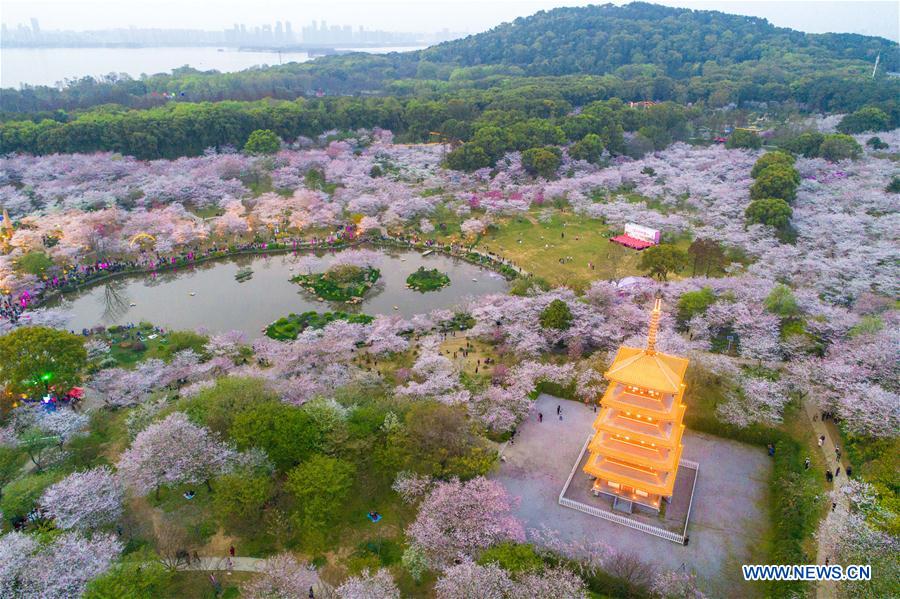 CHINA-WUHAN-CHERRY BLOSSOMS (CN)