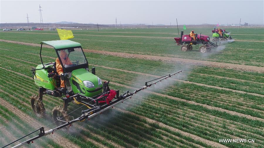 CHINA-SHANDONG-FARMING (CN)