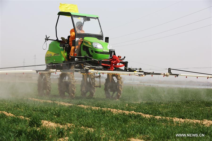 CHINA-SHANDONG-FARMING (CN)