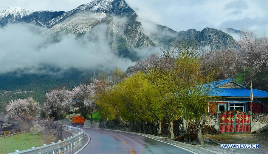 CHINA-TIBET-BOMI-PEACH BLOSSOM (CN)