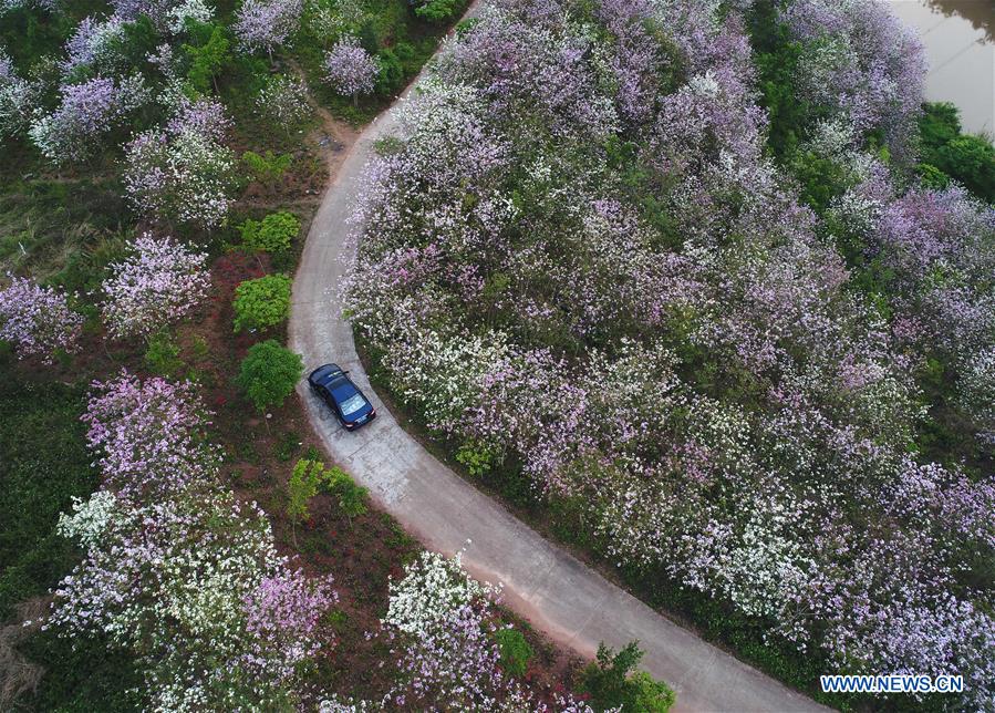 CHINA-GUANGXI-NANNING-SPRING SCENERY (CN)