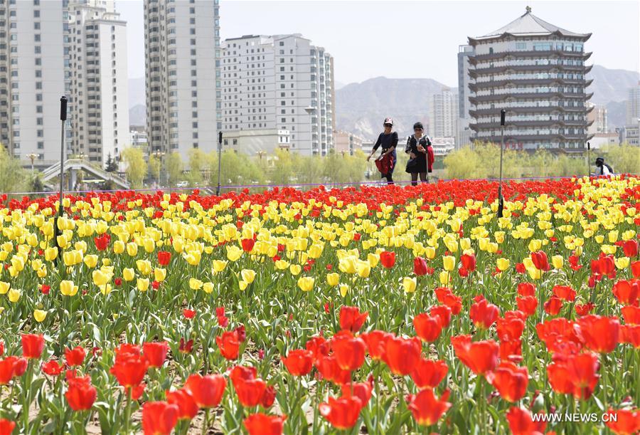 # CHINA-GANSU-SPRING-FLOWER(CN)