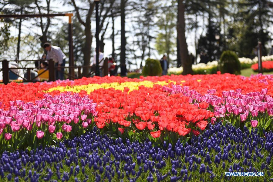 TURKEY-ISTANBUL-EMIRGAN PARK-TULIPS