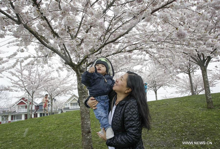 CANADA-RICHMOND-CHERRY BLOSSOM FESTIVAL