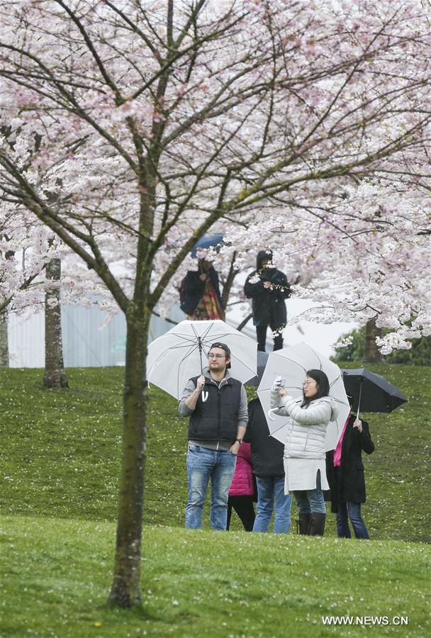 CANADA-RICHMOND-CHERRY BLOSSOM FESTIVAL