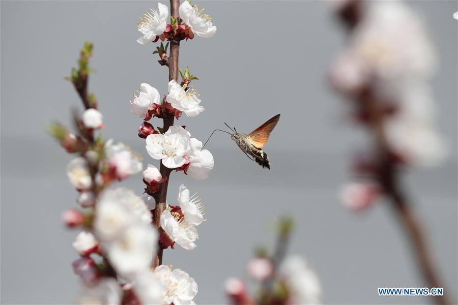 #CHINA-HEBEI-HUMMINGBIRD HAWK-MOTH (CN)