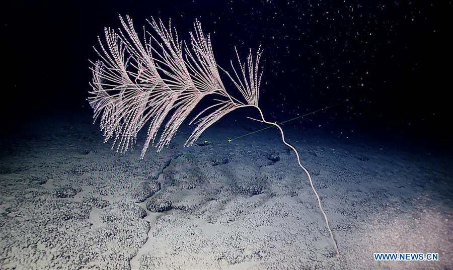 CHINA-ON BOARD KEXUE-SEAMOUNTS-CORAL(CN)