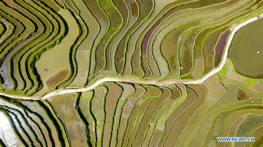 #CHINA-CONGJIANG-TERRACED FIELDS-WORKING(CN)