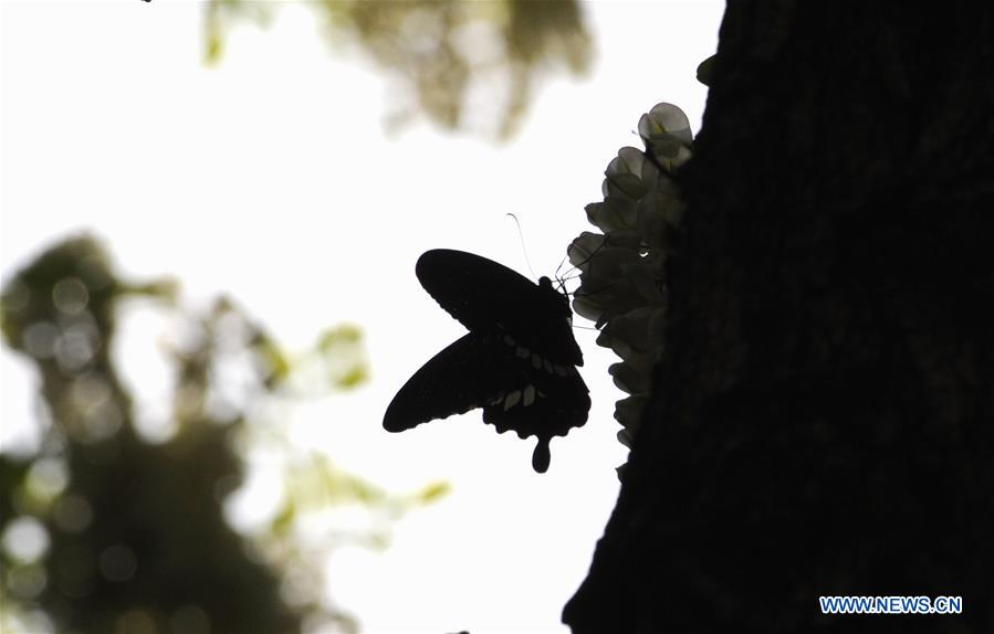 CHINA-SHANGHAI-NATURE-BUTTERFLY (CN)