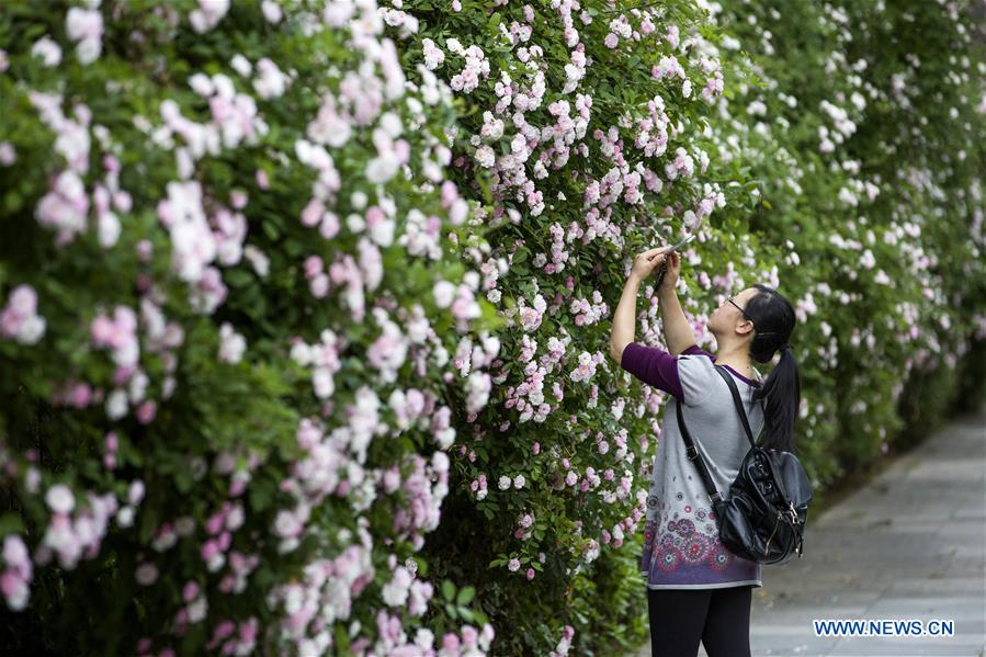 #CHINA-SPRING SCENERY-FLOWERS (CN)