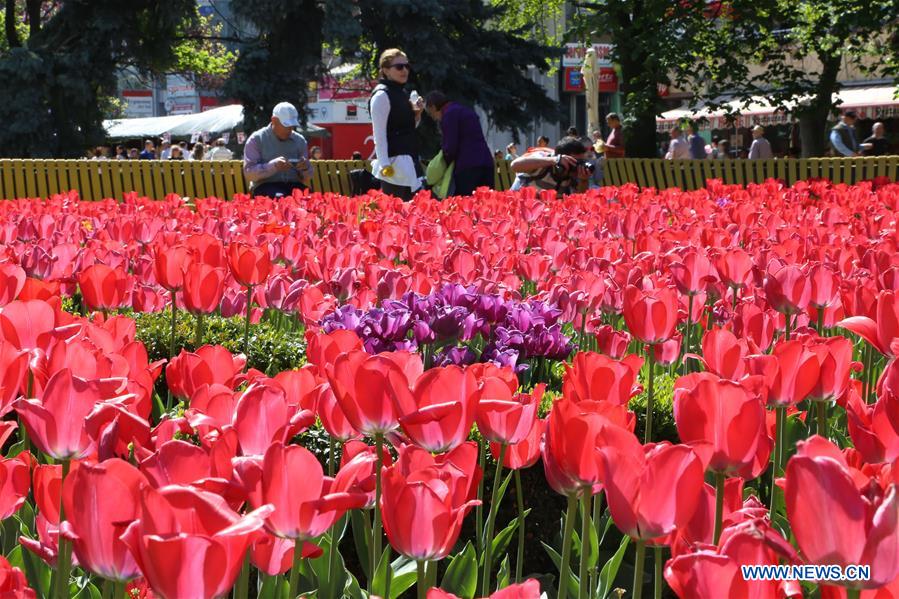 ROMANIA-PITESTI-TULIP FESTIVAL