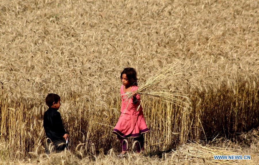 PAKISTAN-PESHAWAR-WHEAT HARVEST