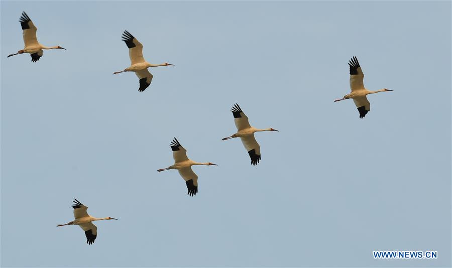 CHINA-JILIN-CRANE-MIGRATION (CN)