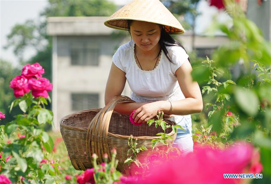 CHINA-XI'AN-EDIBLE ROSE (CN)