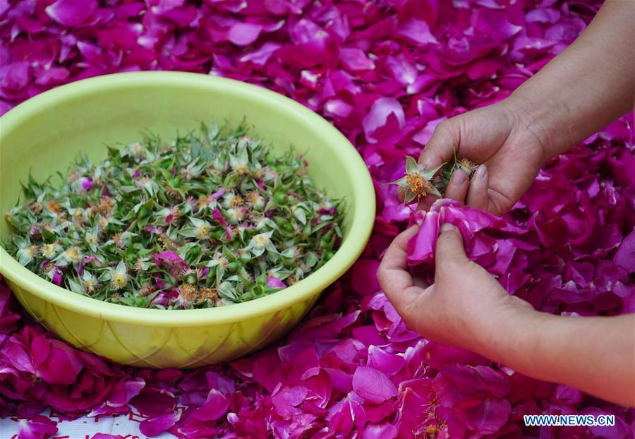 CHINA-XI'AN-EDIBLE ROSE (CN)