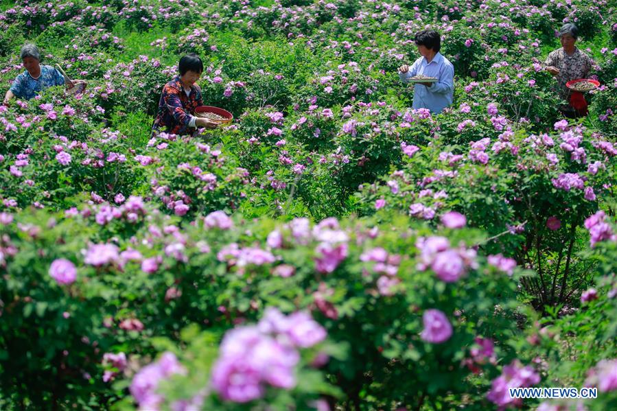 CHINA-SHANDONG-ZIBO-ROSE INDUSTRY (CN)