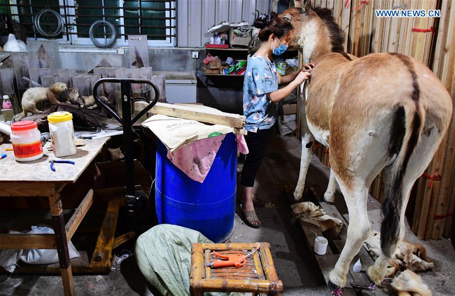 CHINA-FUJIAN-FUZHOU-ANIMAL SAMPLES (CN)