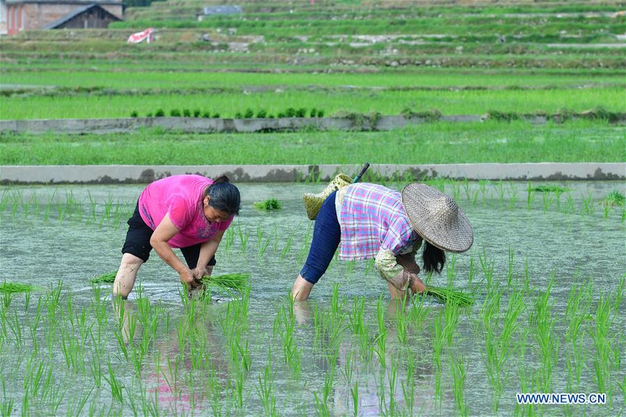 CHINA-GUANGXI-RICE TRANSPLANTING(CN)