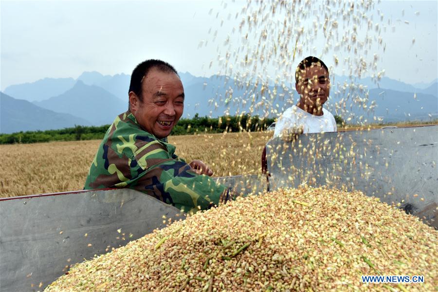 CHINA-XI'AN-WHEAT-HARVEST (CN)