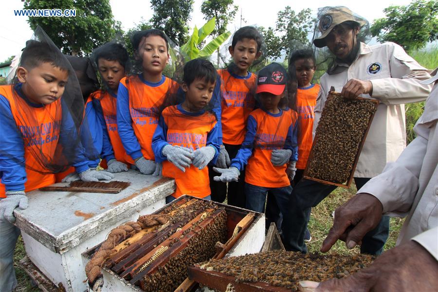 INDONESIA-MALANG-HONEY-HARVEST-EDUCATION