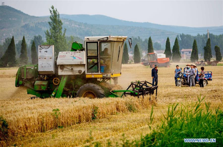 #CHINA-AGRICULTURE-WHEAT-HARVEST (CN)