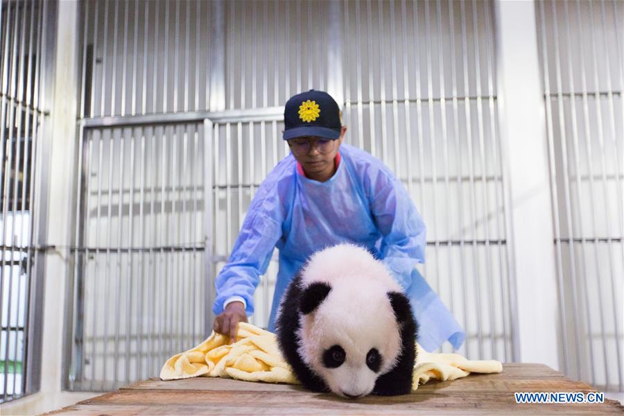 MALAYSIA-KUALA LUMPUR-PANDA-FEEDER