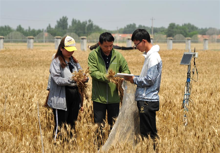 CHINA-HEBEI-CANGZHOU-CROP PRODUCTION (CN)