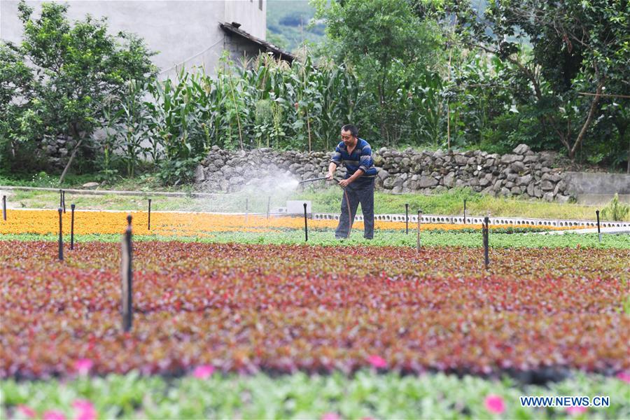 CHINA-CHONGQING-FLOWER PLANTING-INCOME RISING (CN)