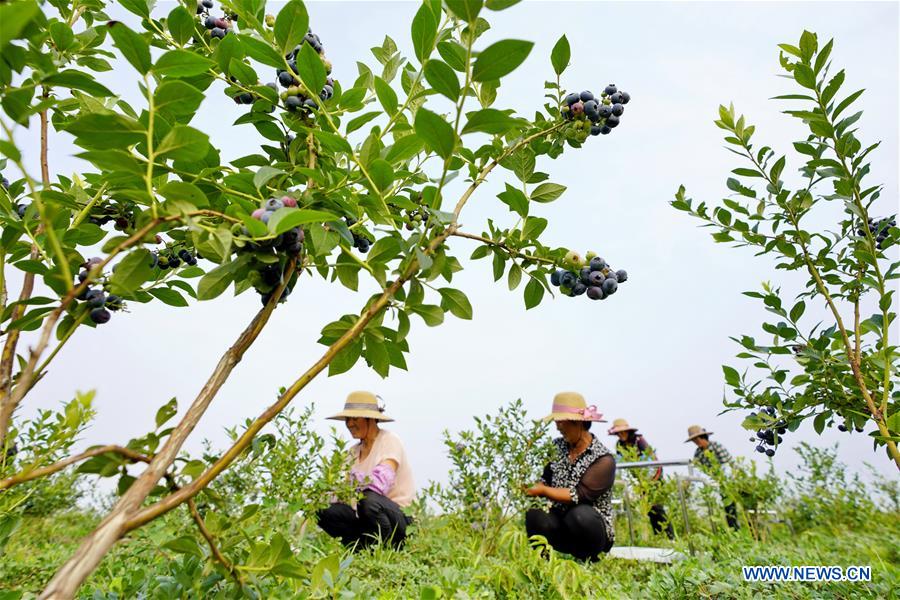 CHINA-HEBEI-BLUEBERRY-HARVEST SEASON(CN)