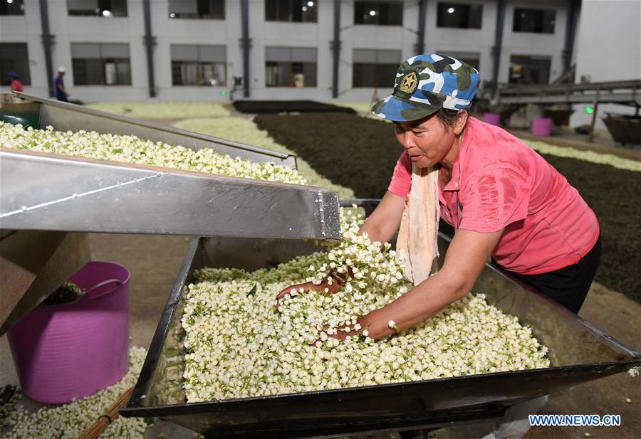 CHINA-GUANGXI-ECONOMY-JASMINE TEA (CN)