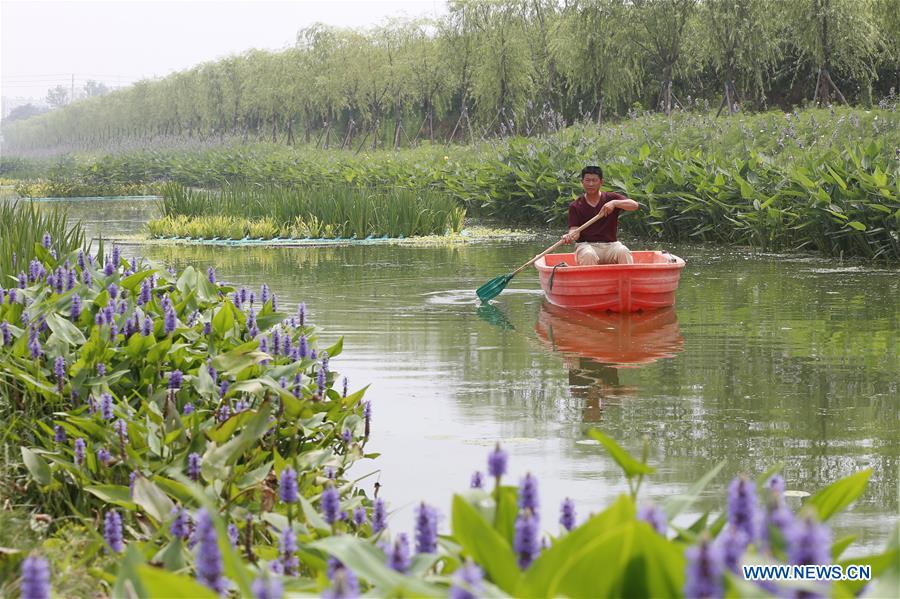 #CHINA-JIANGSU-SIHONG COUNTY-PLANTS (CN)